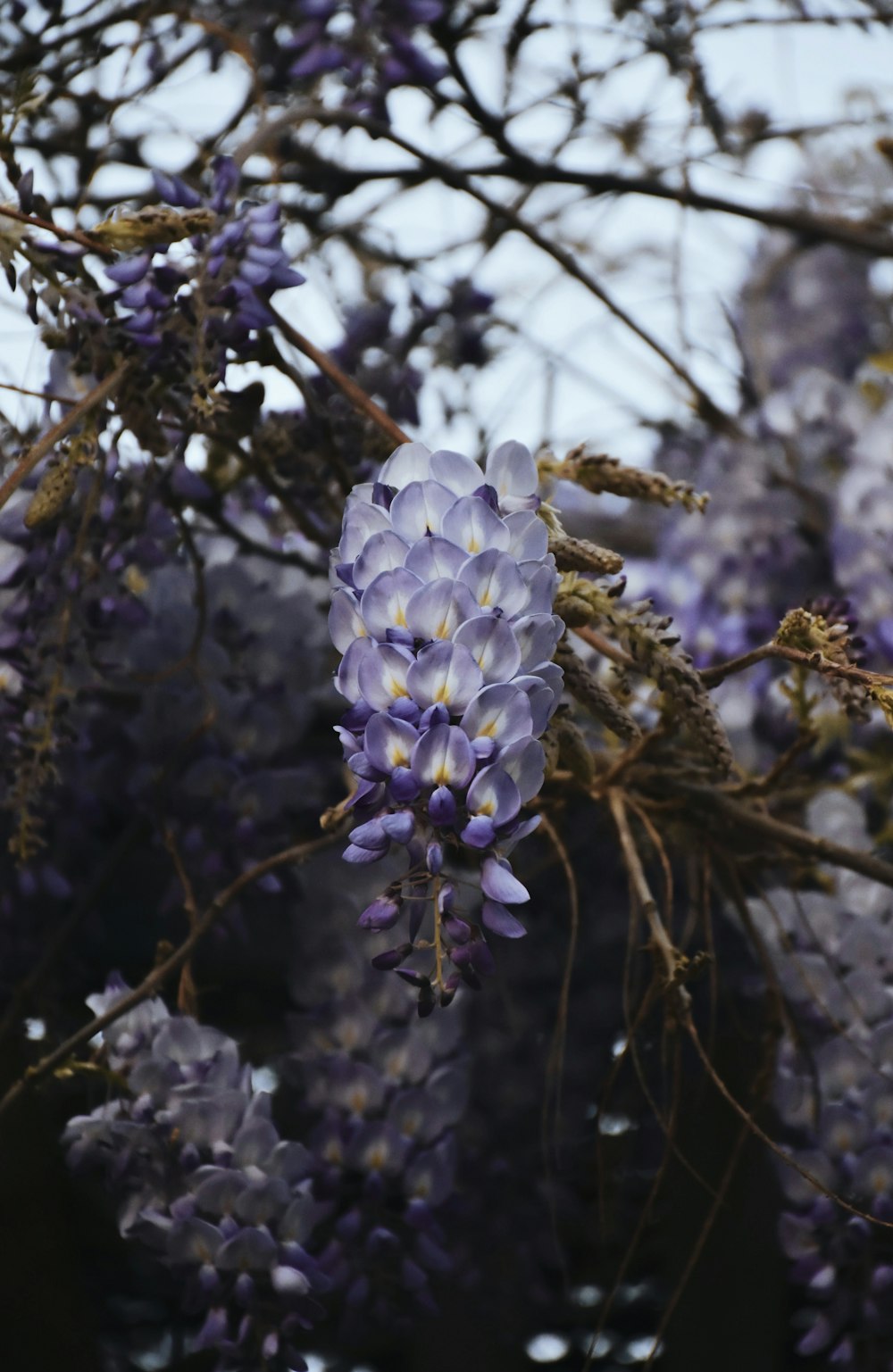 a bunch of purple flowers hanging from a tree