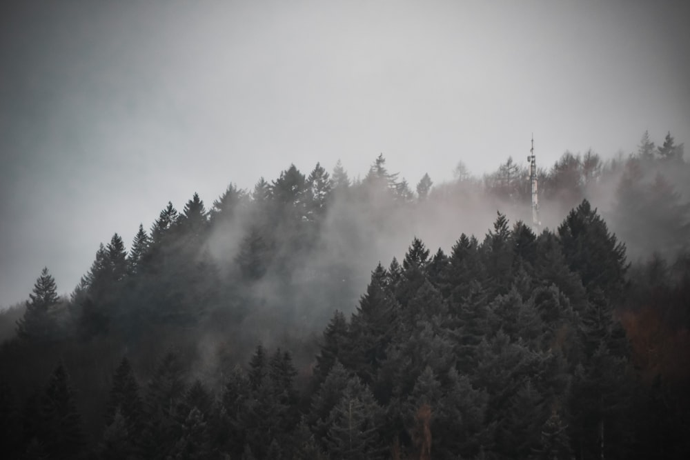 a foggy forest with a tower in the distance