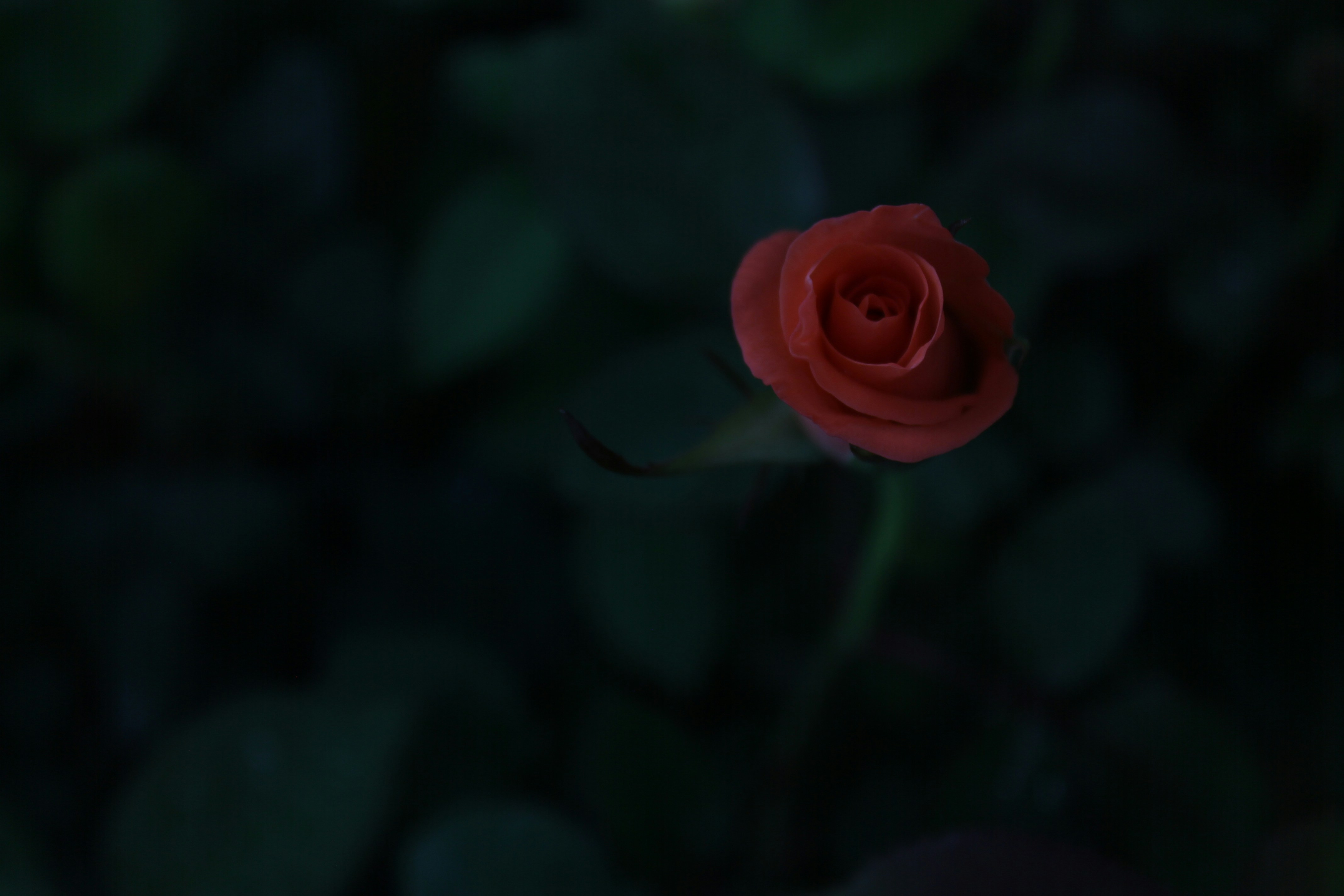 Photo by sekarasyifa