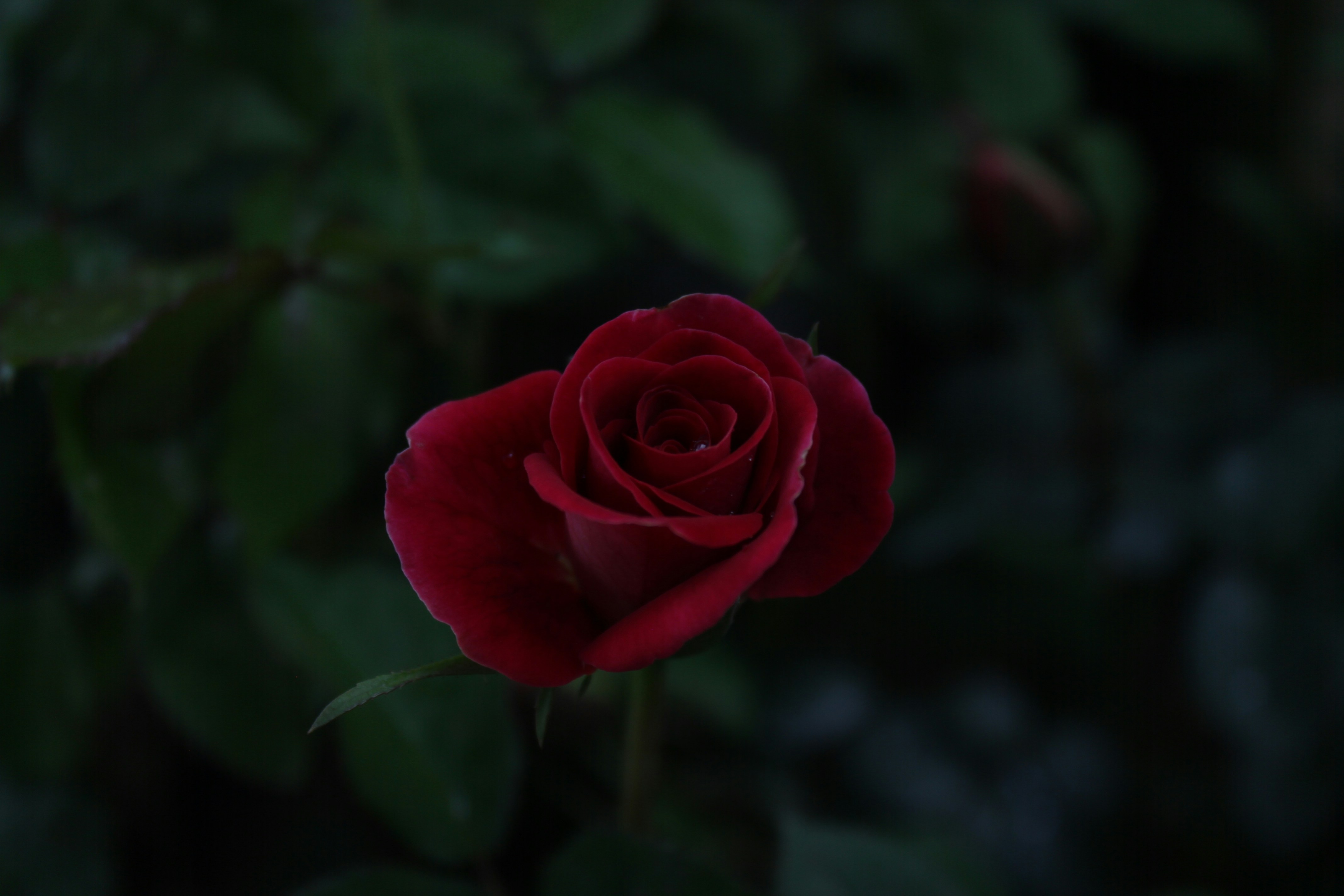 Photo by sekarasyifa