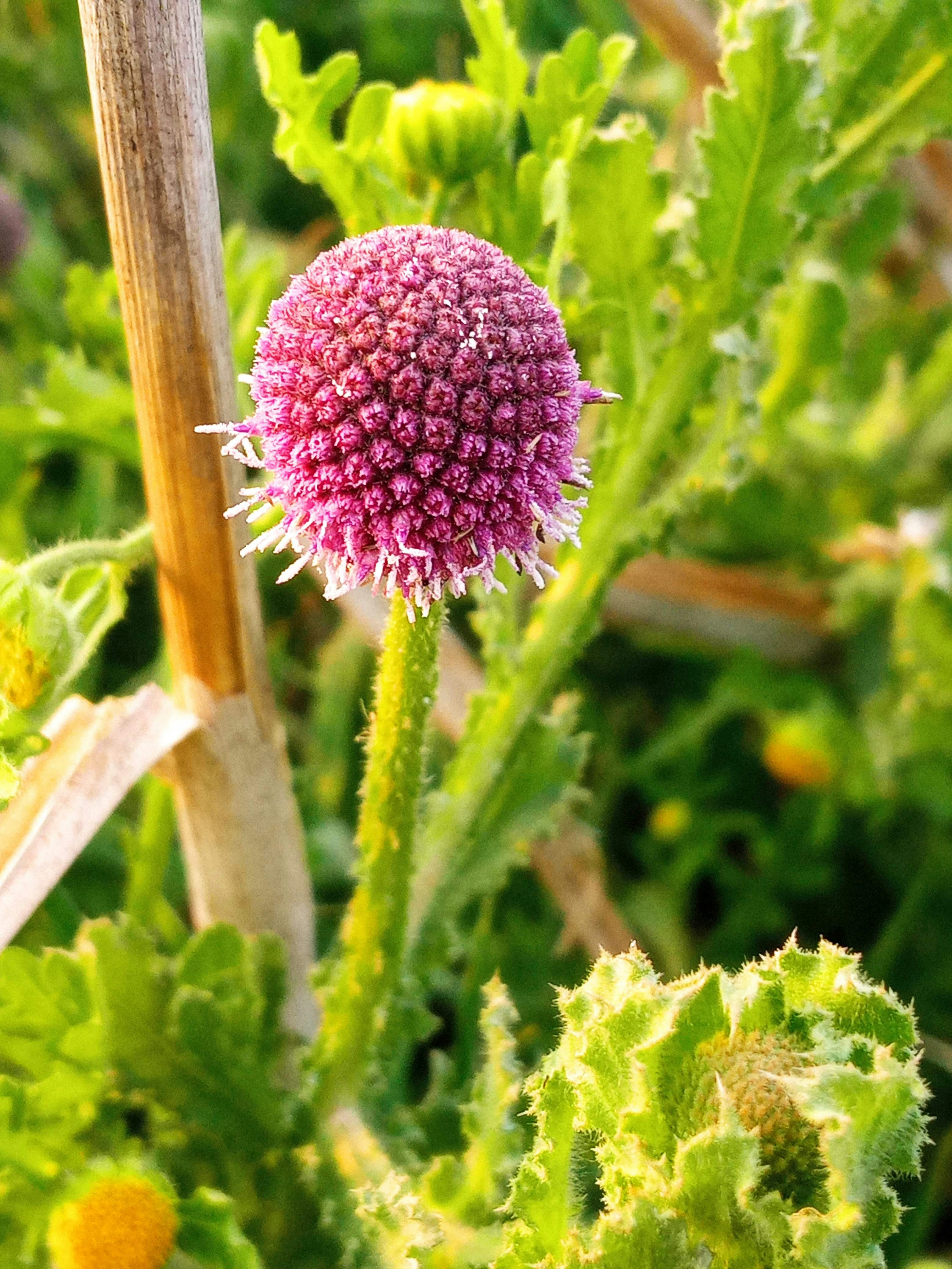 A close up of a flower in a field photo – Free Plant Image on Unsplash