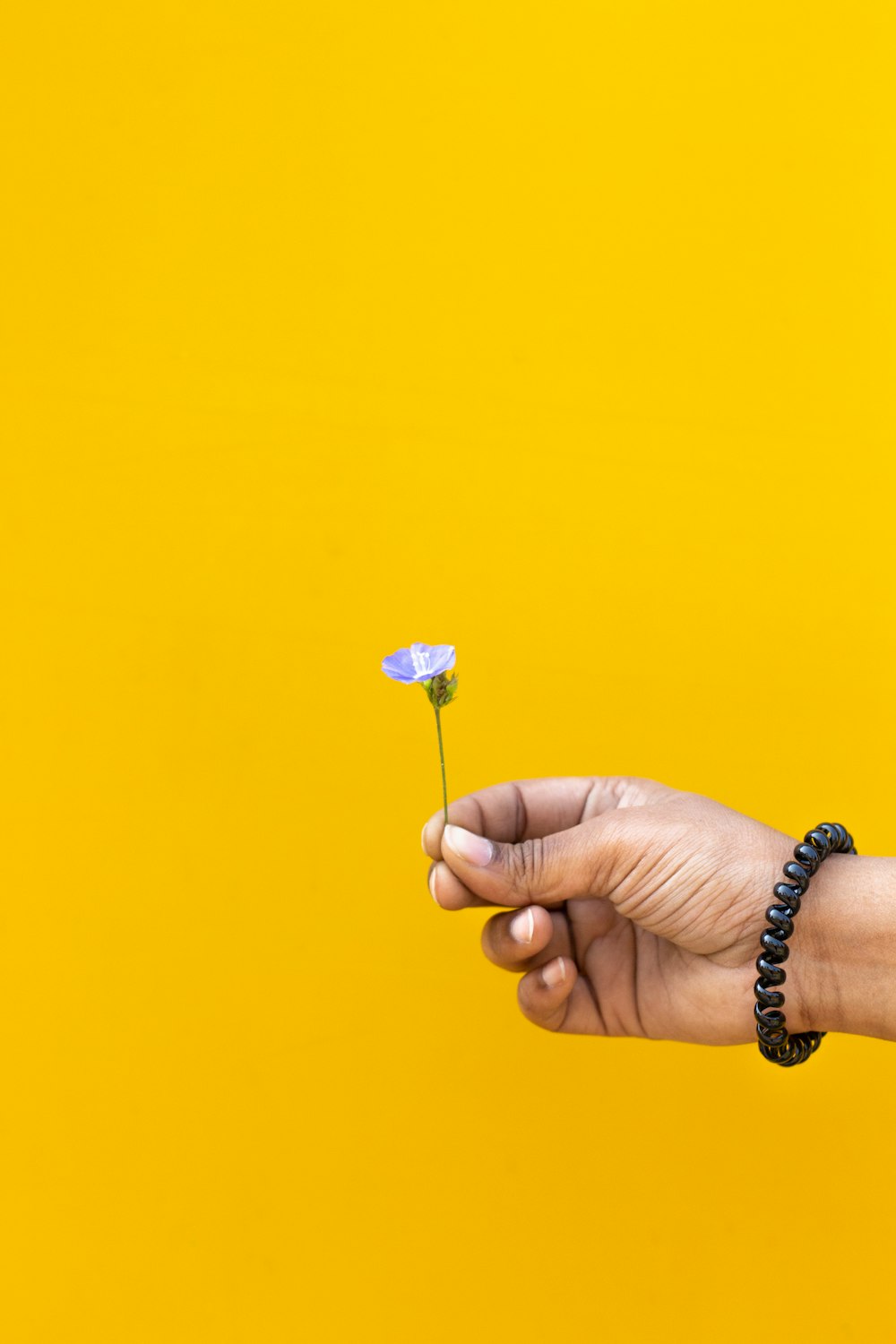 a person's hand holding a small flower on a yellow background