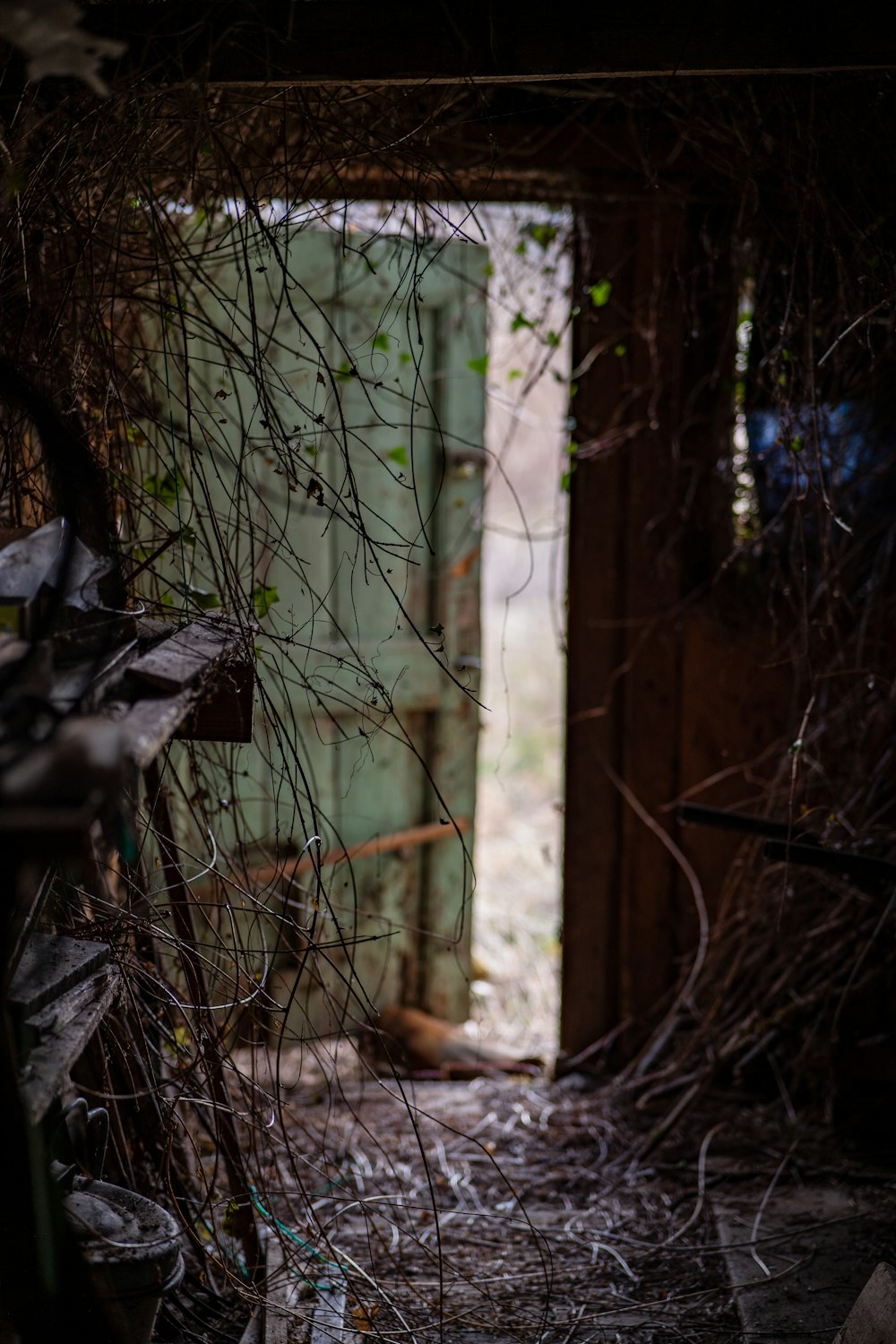 a doorway that has vines growing on it