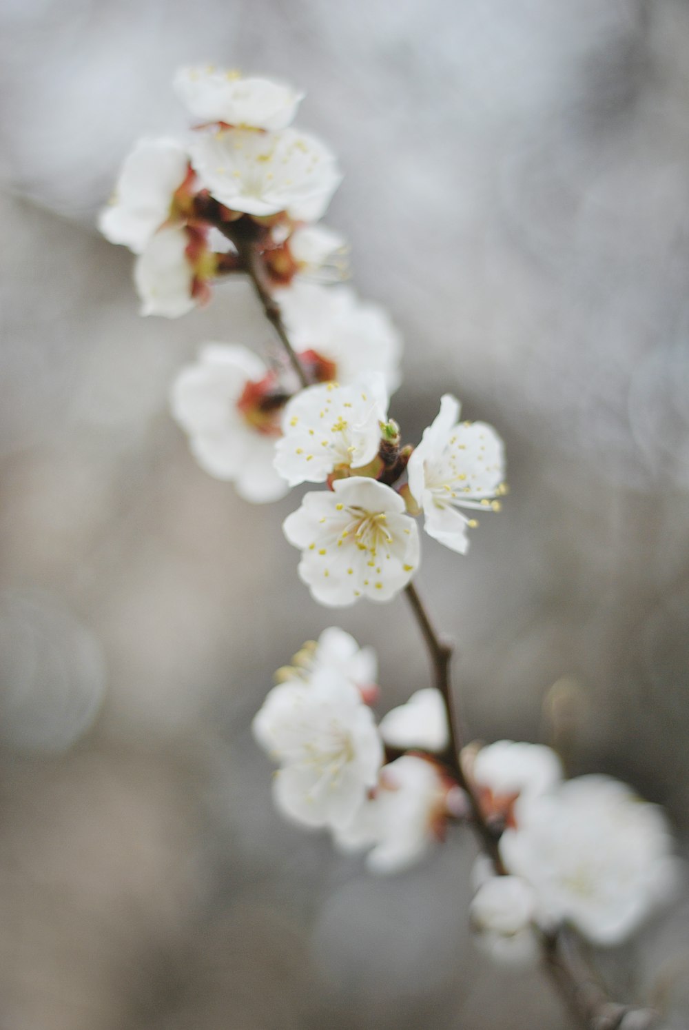 a close up of a branch with white flowers