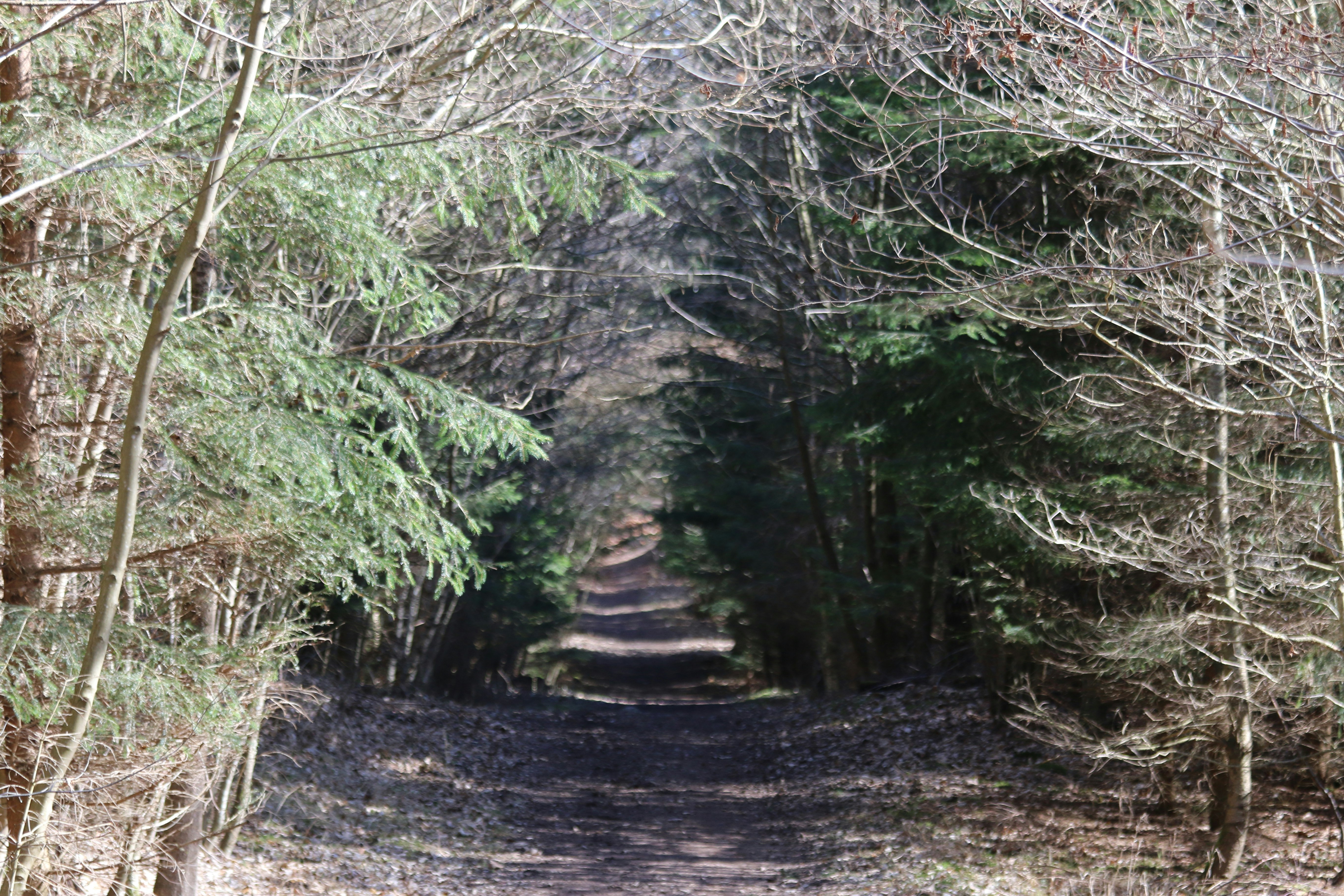 a dirt road in the middle of a forest