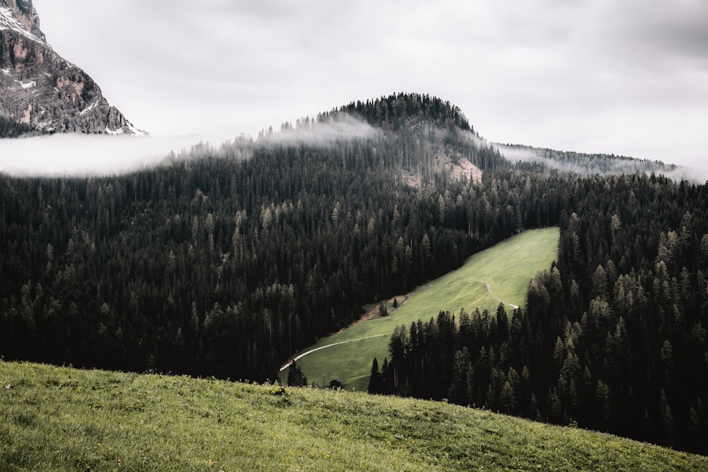 a grassy field with a mountain in the background