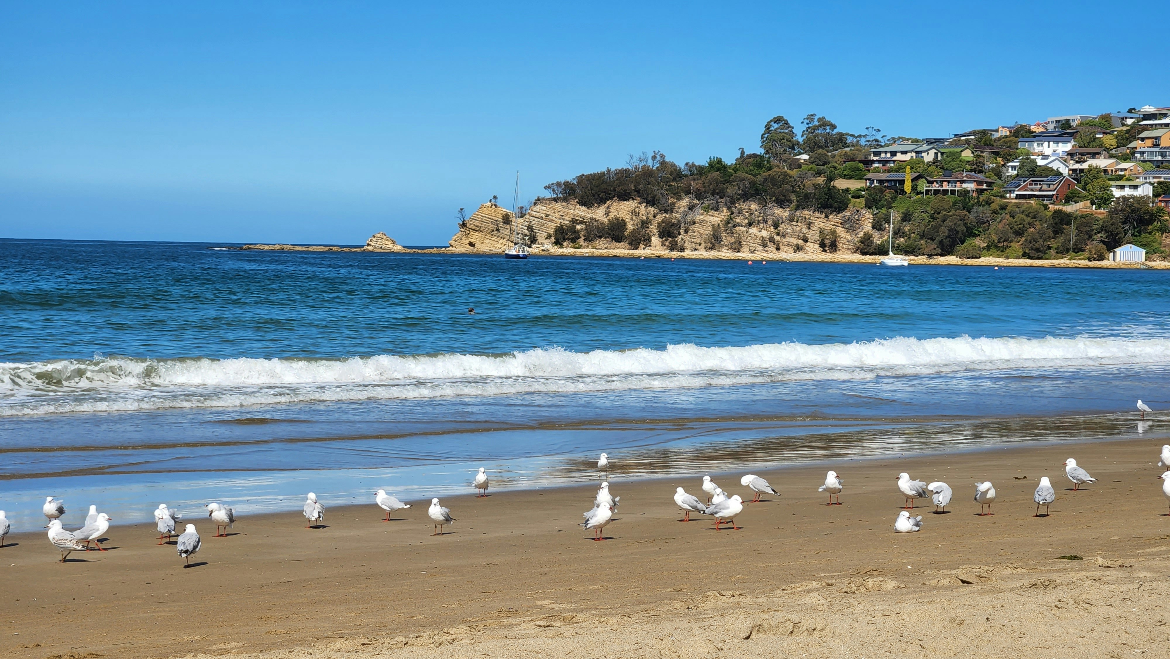 a flock of seagulls standing on a beach next to the ocean