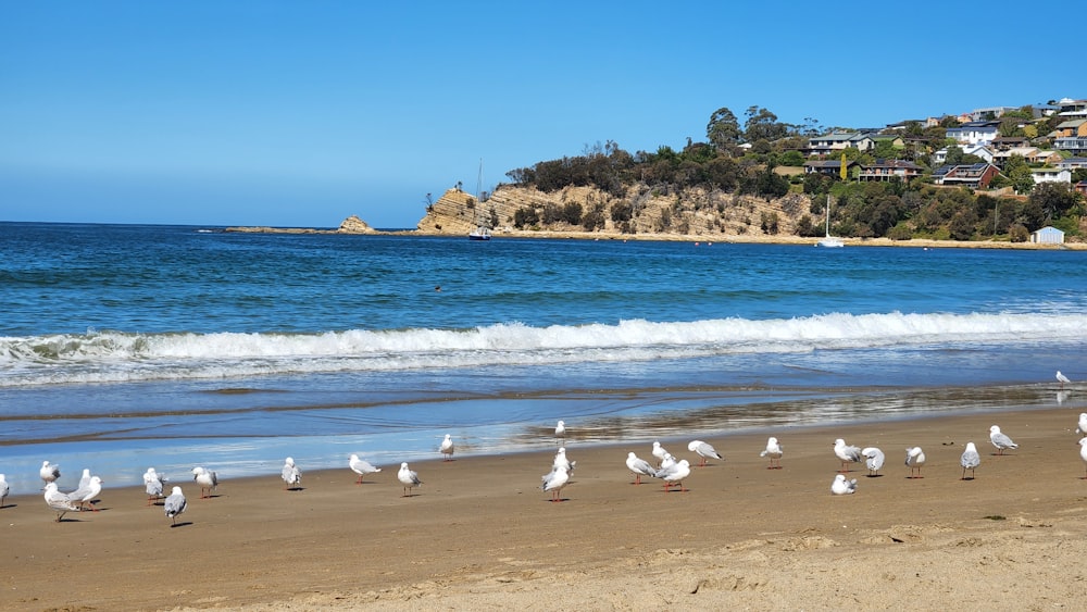 a flock of seagulls standing on a beach next to the ocean