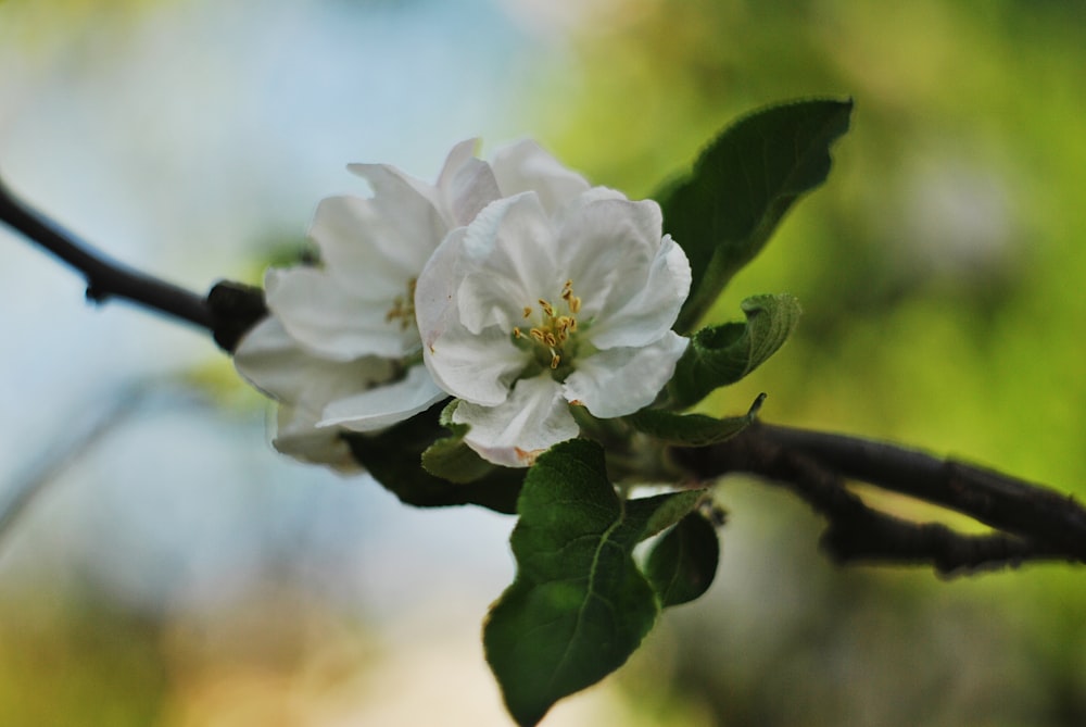 a close up of a flower on a tree branch