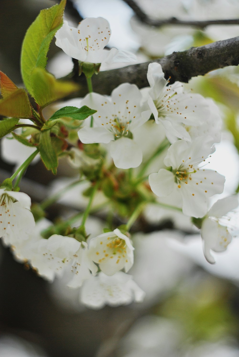 a close up of a tree with white flowers