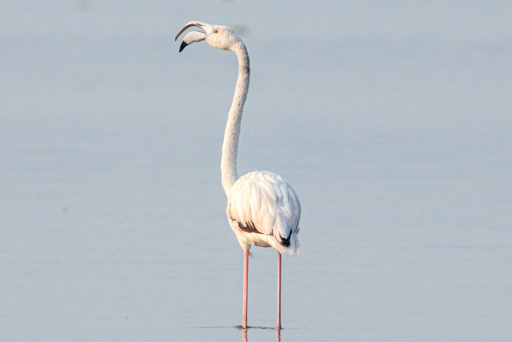 Un pájaro blanco con un cuello largo parado en el agua