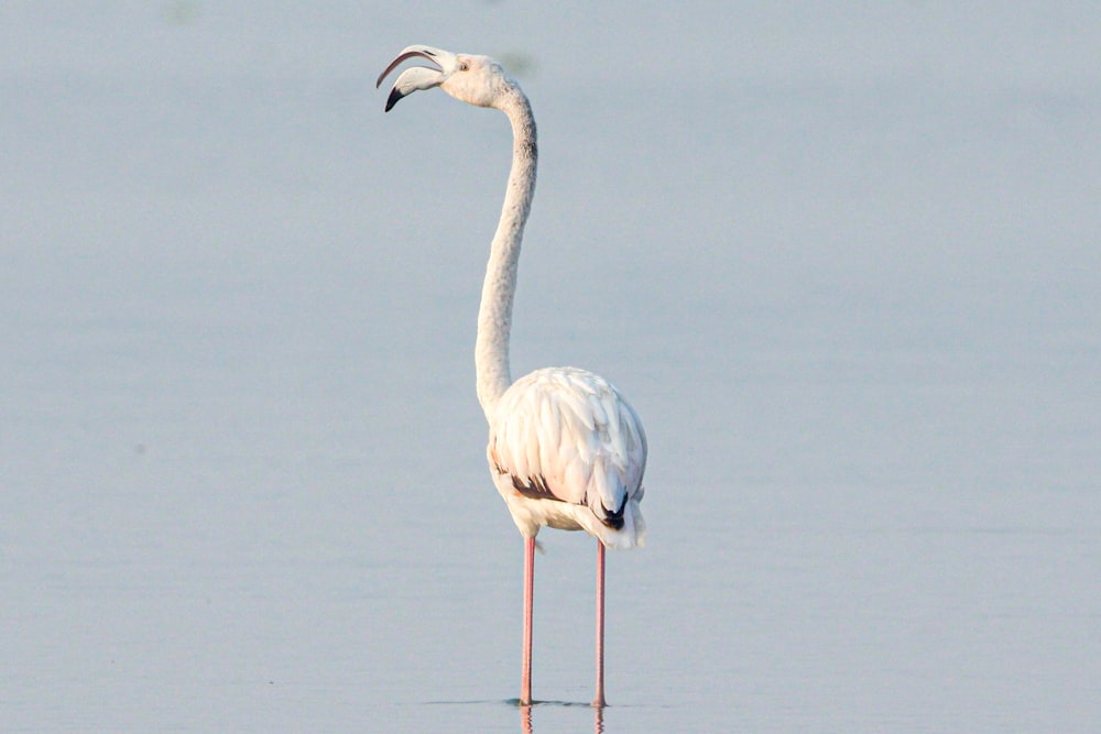 a white bird with a long neck standing in the water