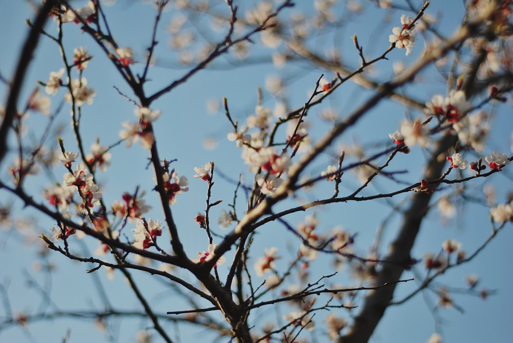 a close up of a tree with white flowers