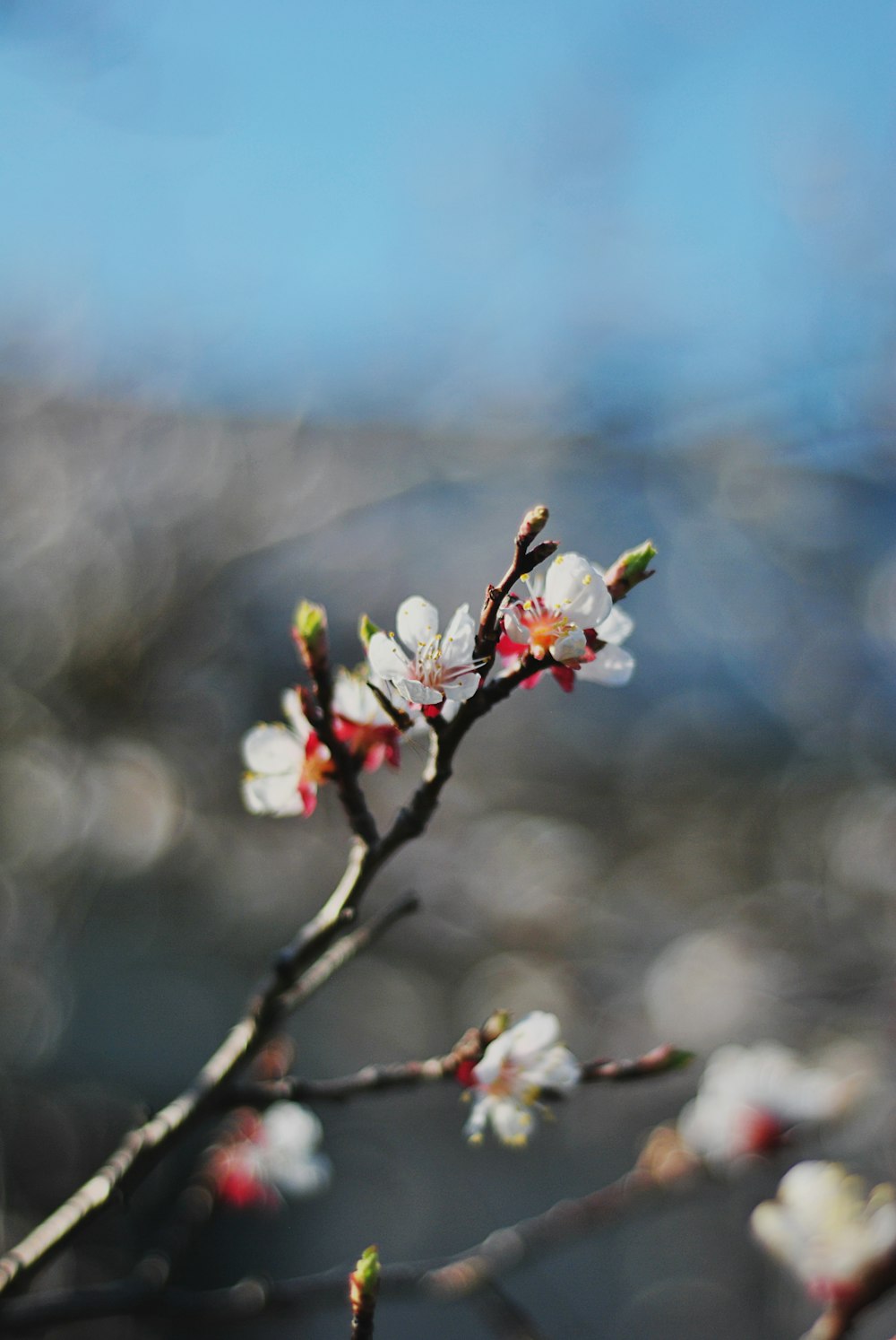 a branch of a tree with white flowers