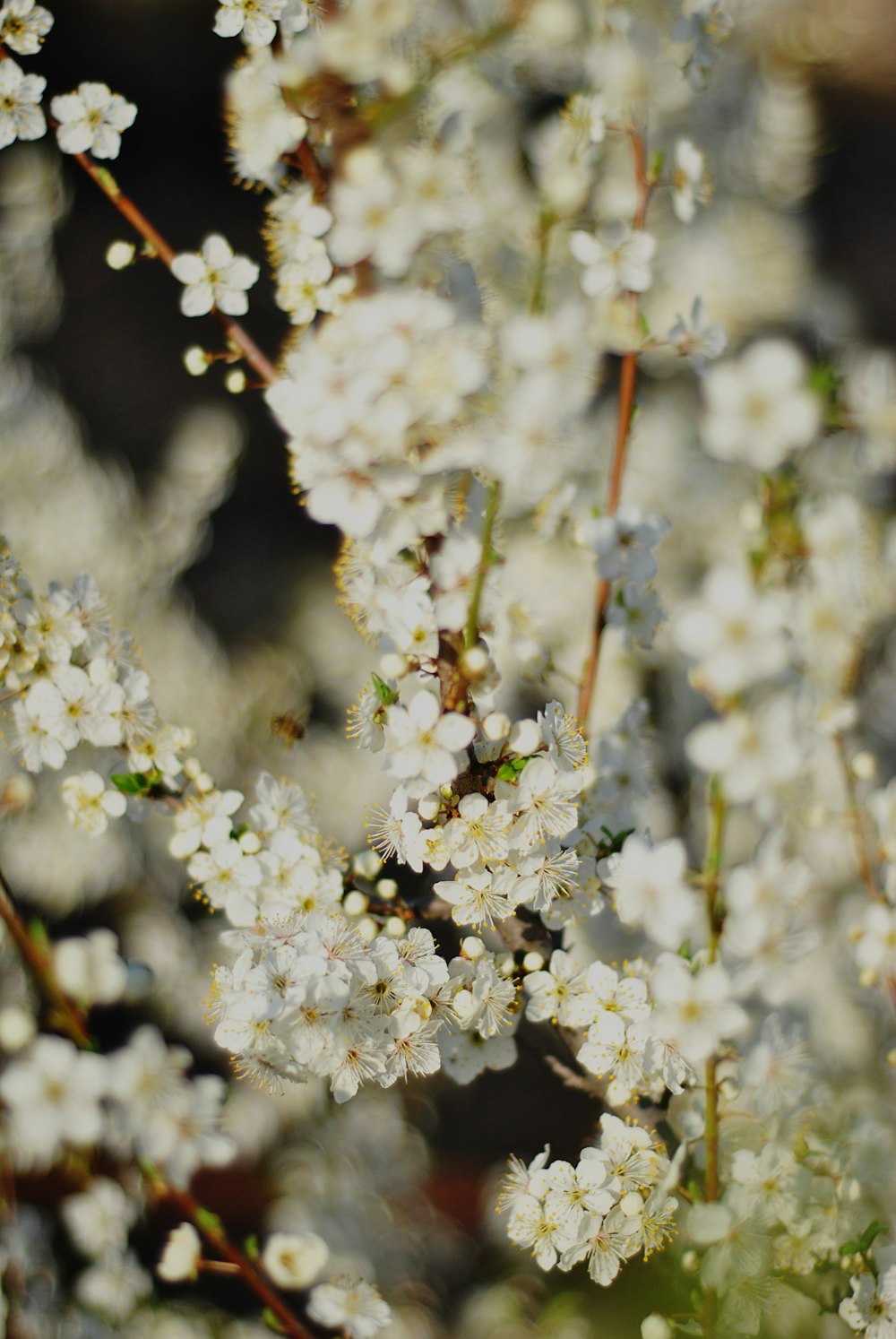 a close up of a bunch of white flowers