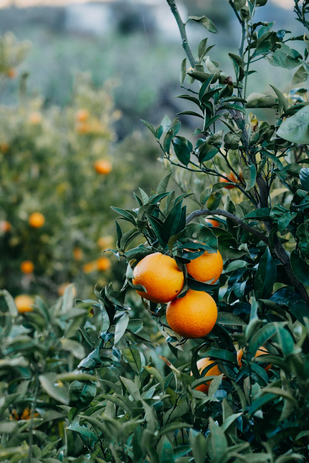 a group of oranges hanging from a tree