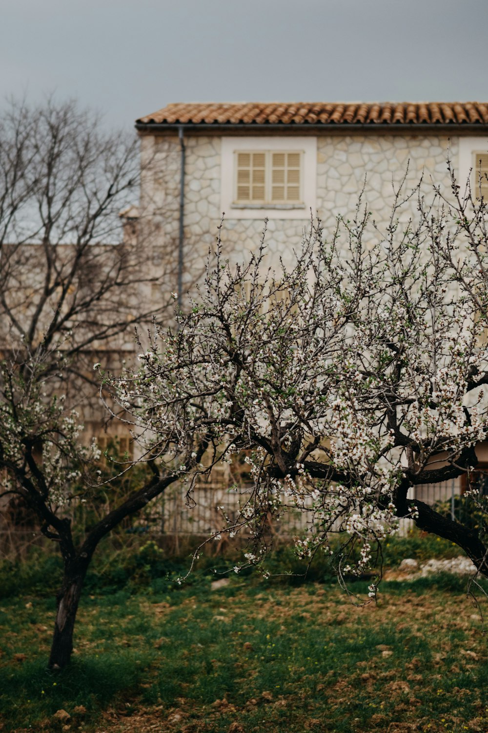 an apple tree in front of a house