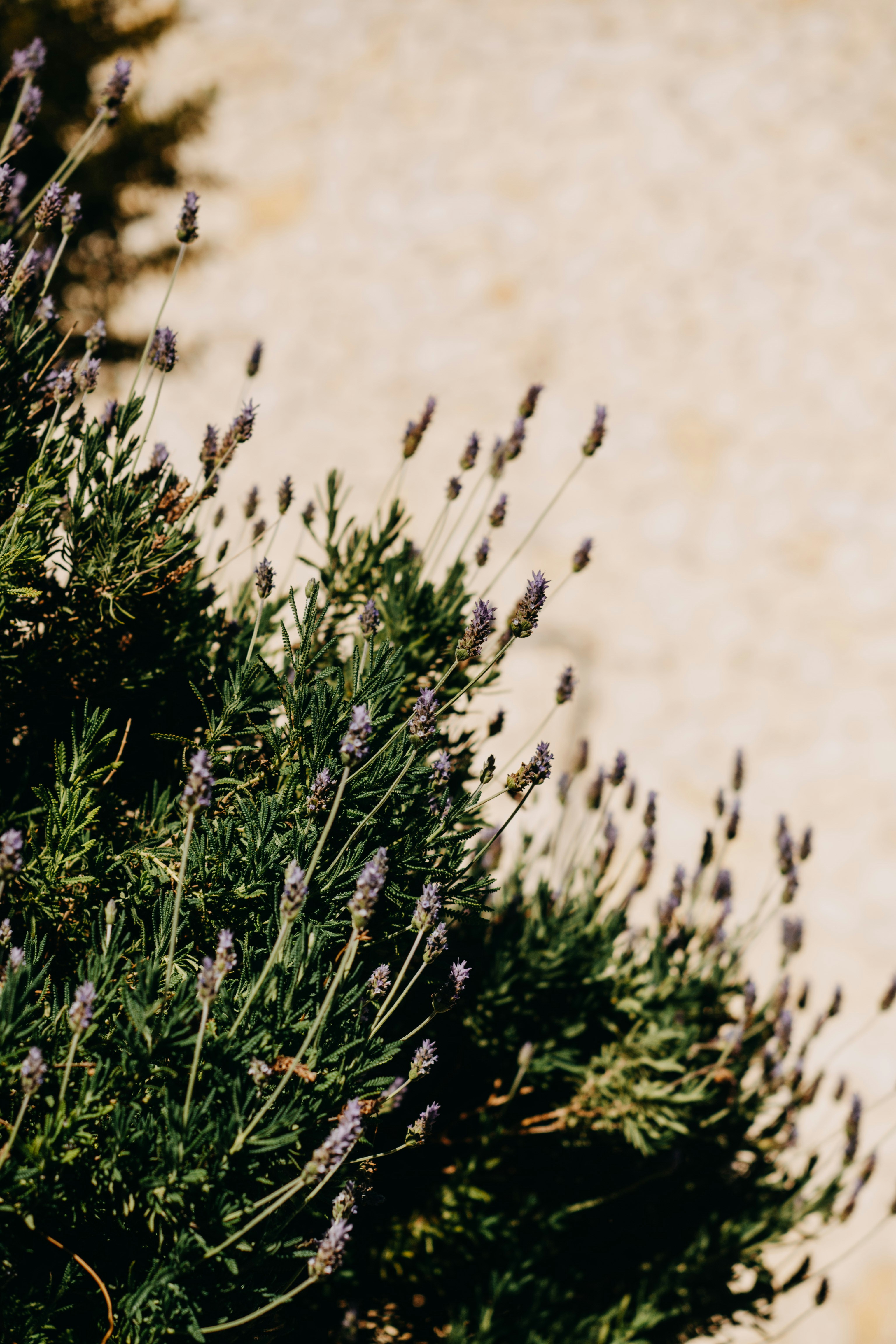 blooming lavender in selva/mallorca