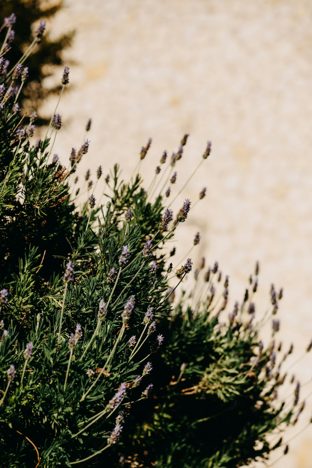 a bunch of purple flowers growing out of a bush