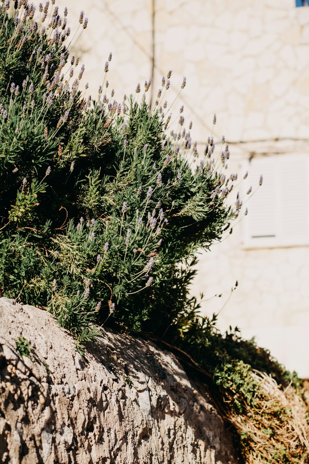 a plant growing out of a rock in front of a building