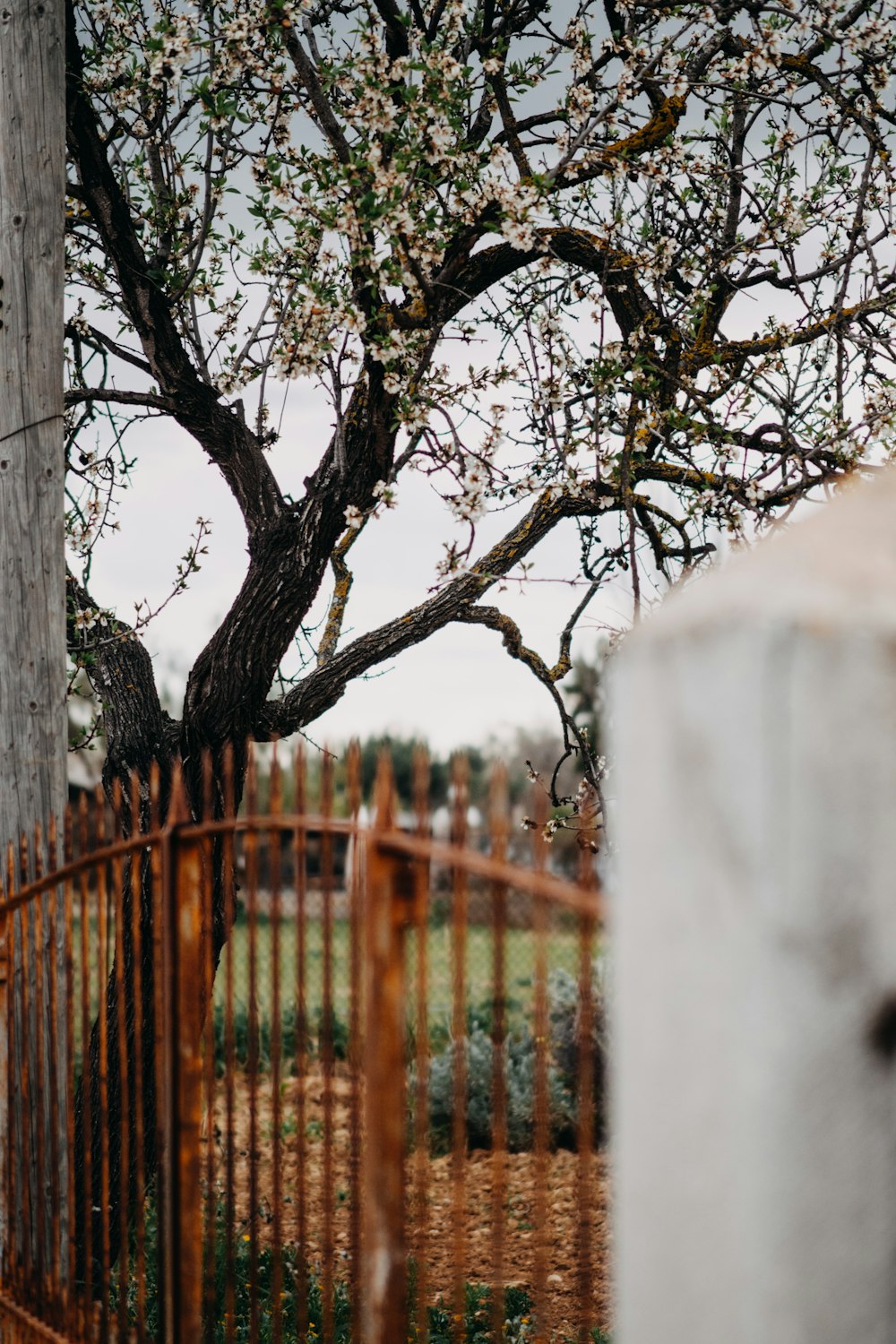 a tree that is next to a fence