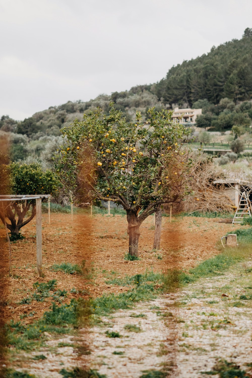 an apple tree in a field with a house in the background