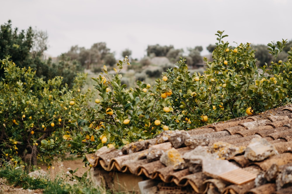 an orange tree with oranges growing on it