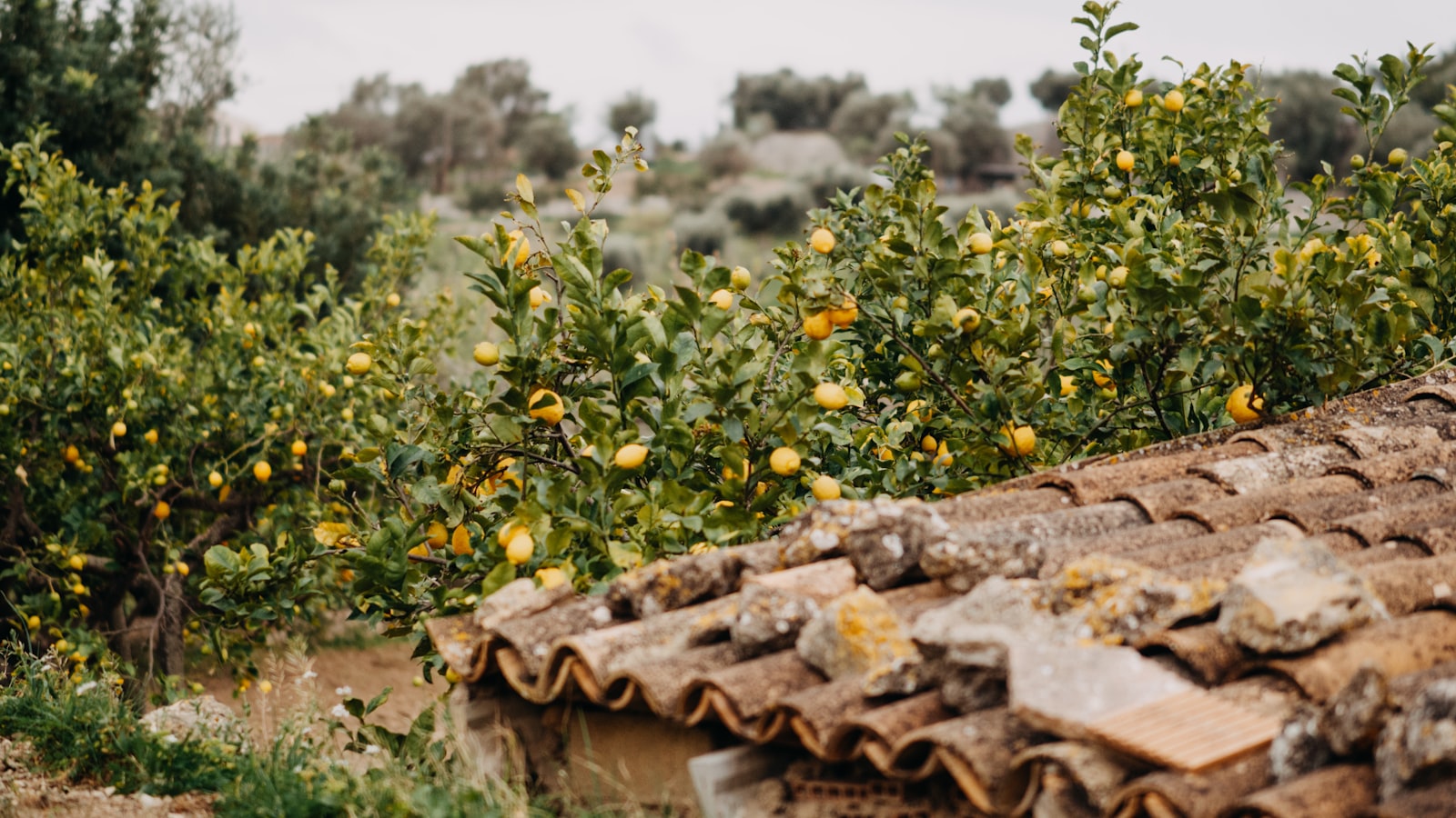 Can Lemon Trees Survive Winter Outside: Exploring the Challenges and Best Practices