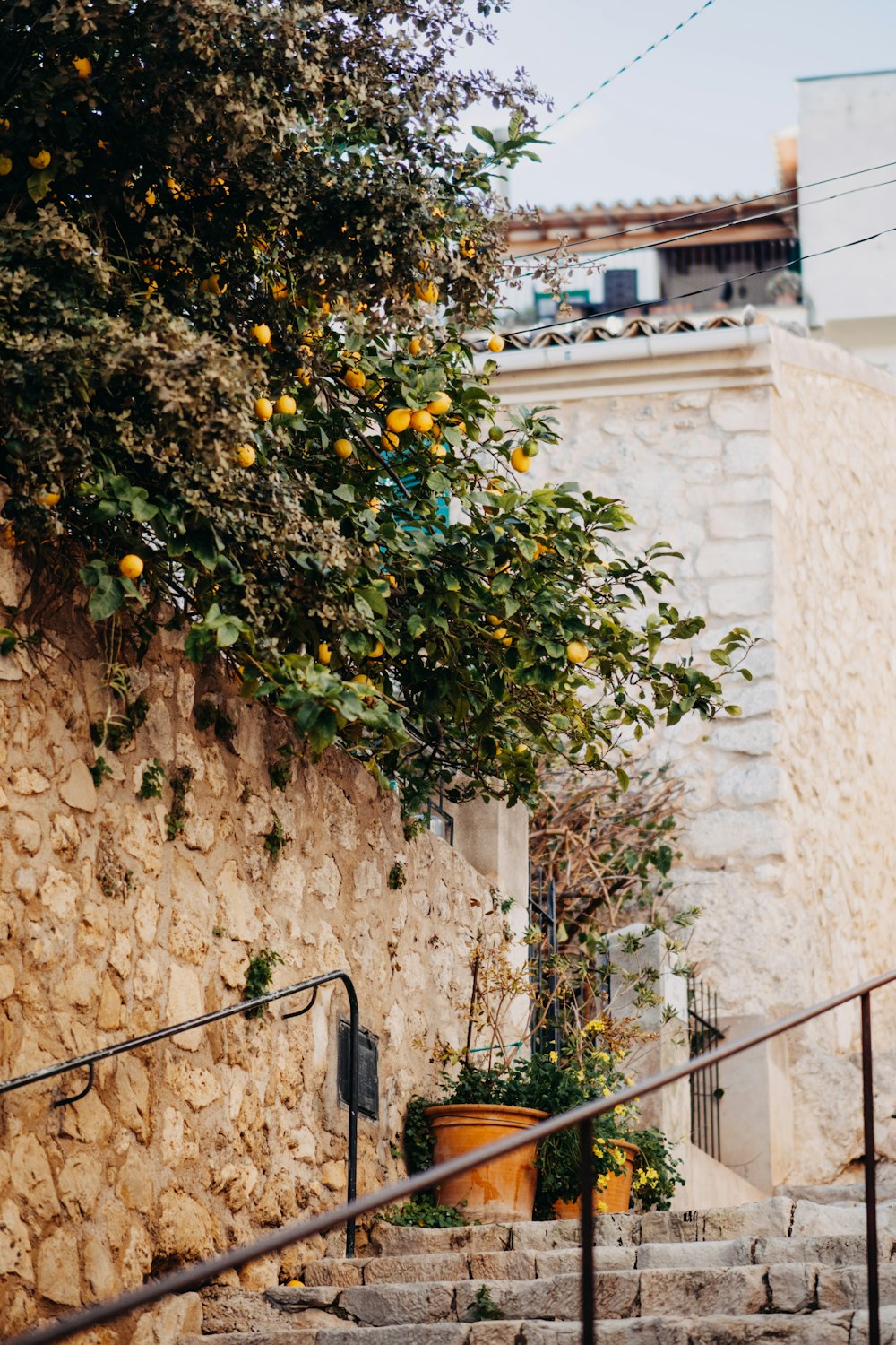 an orange tree growing over a stone wall