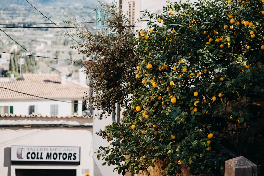 an orange tree in front of a building