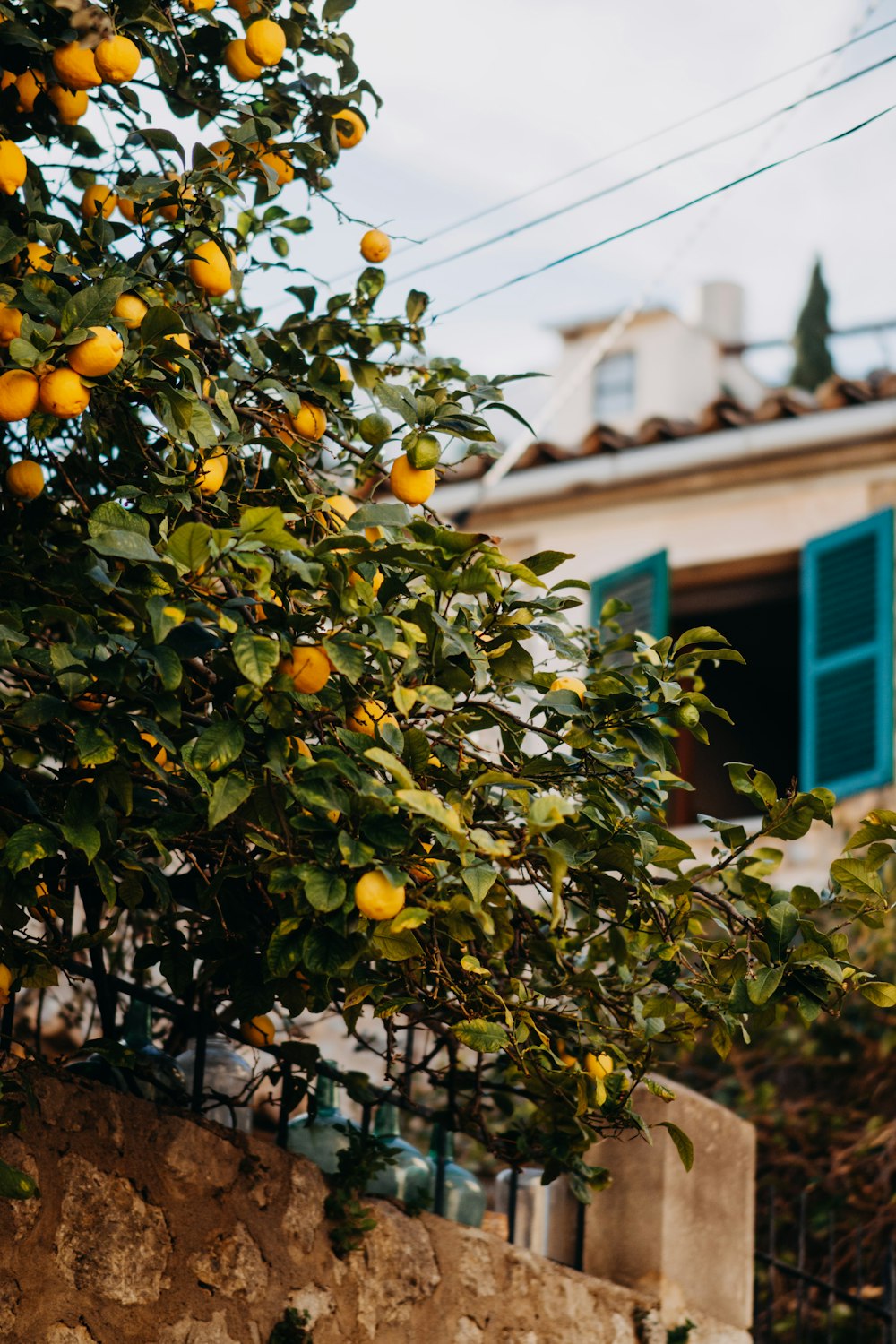 an orange tree in front of a house