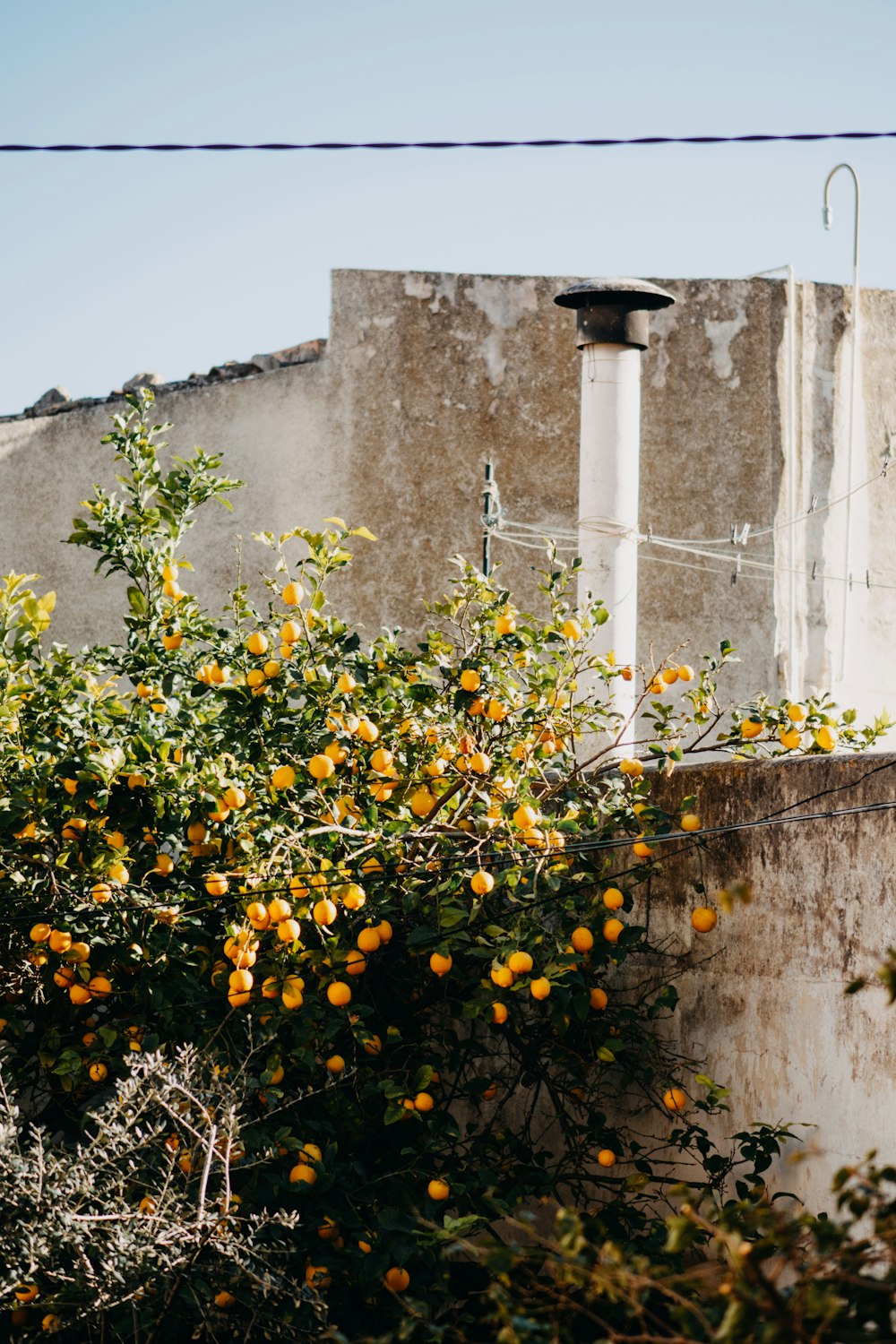 an orange tree in front of a building