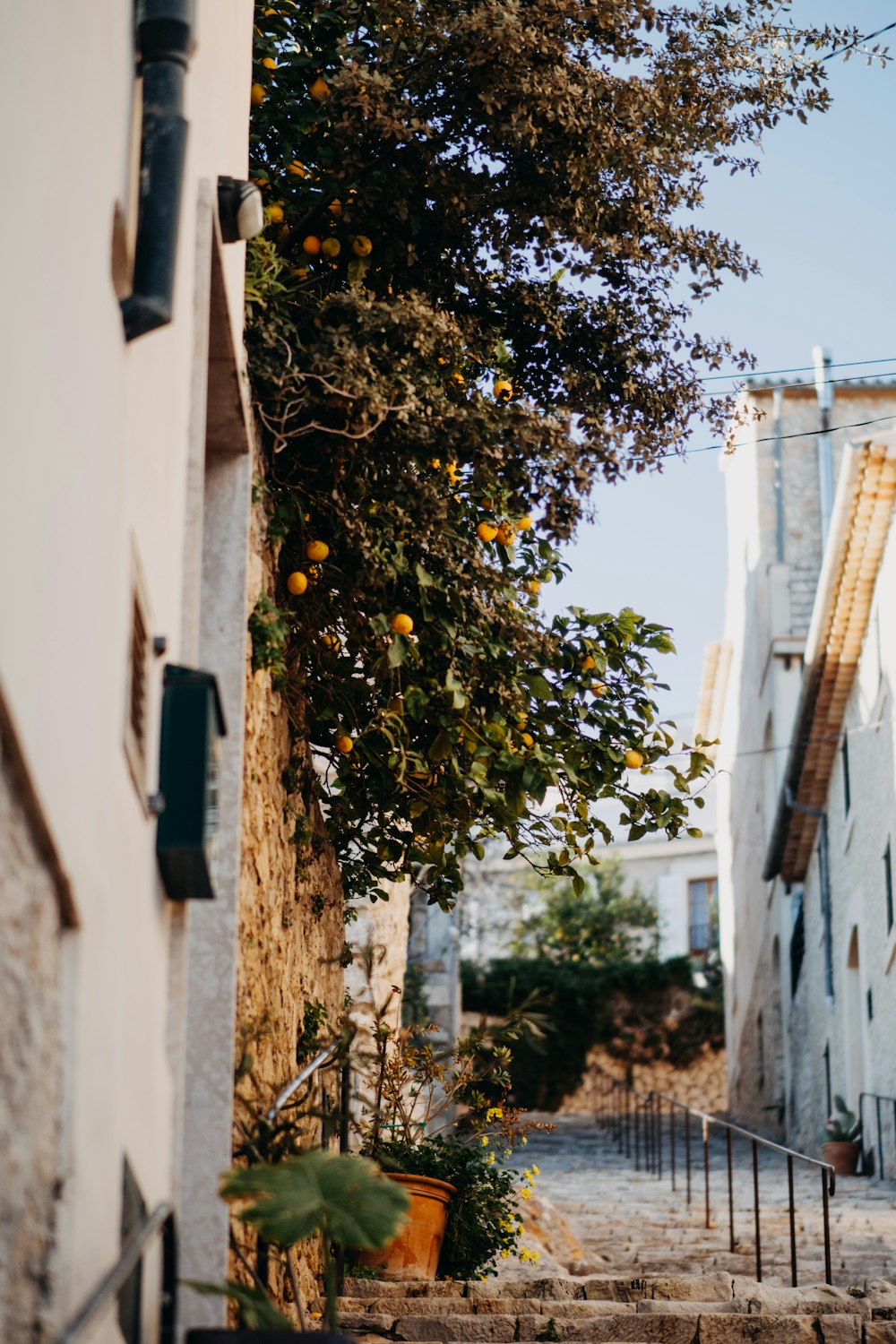 an orange tree growing on the side of a building