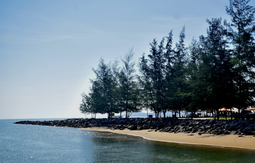 a sandy beach with trees on the shore