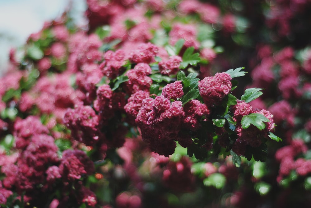 a bunch of pink flowers with green leaves