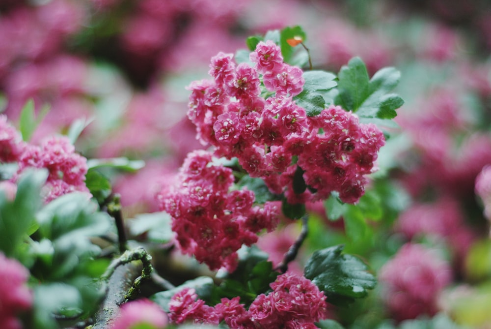 a bunch of pink flowers with green leaves