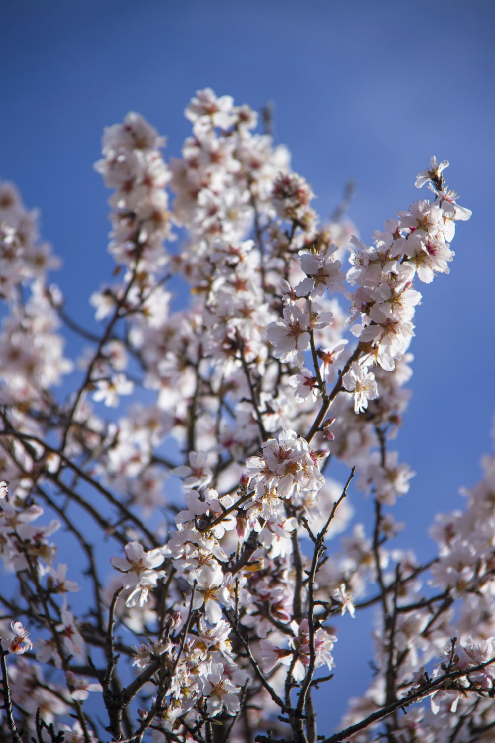 흰 꽃이 만발한 나무의 클로즈업