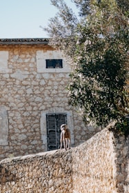 a man standing on a stone wall next to a tree