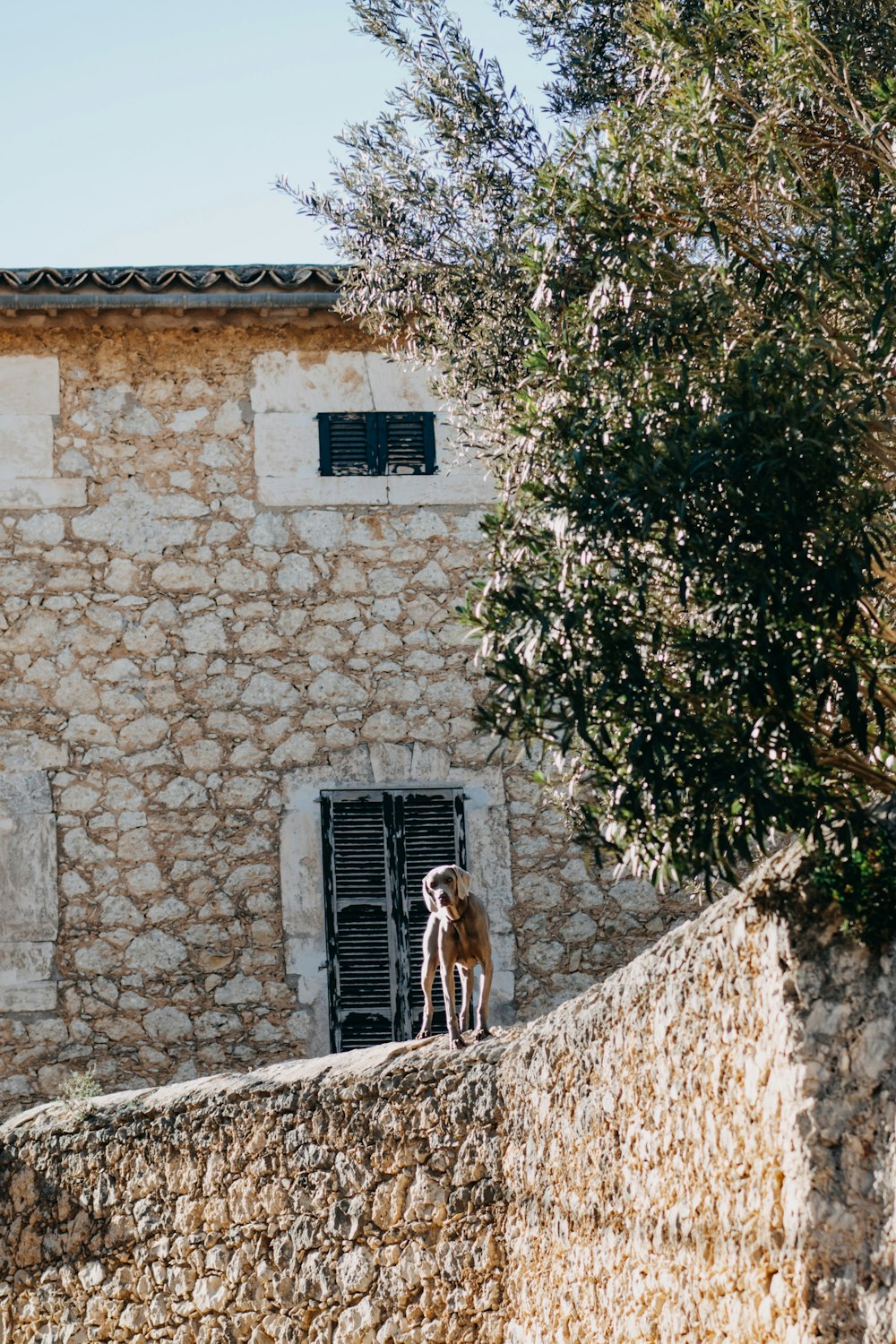 a man standing on a stone wall next to a tree