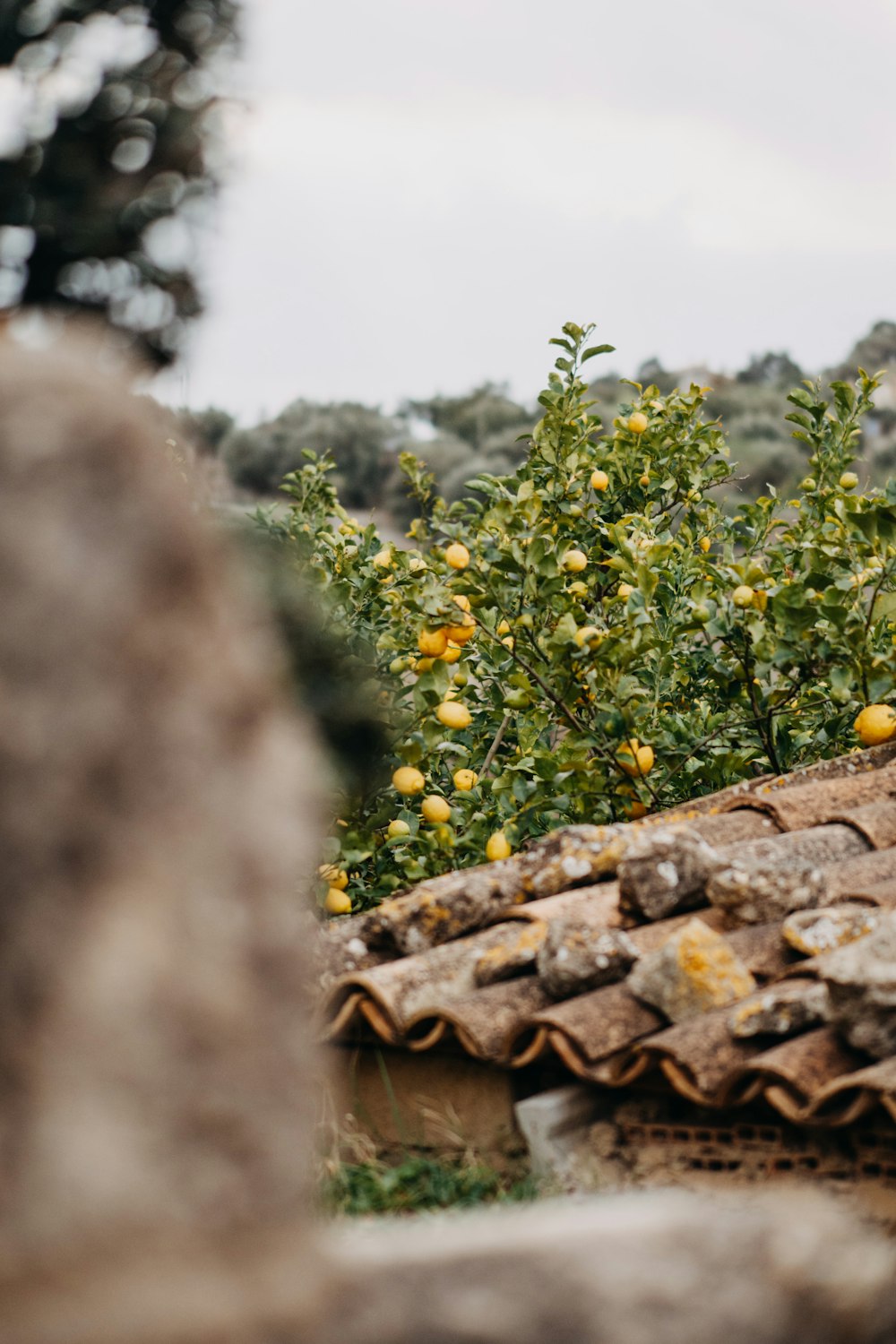 a bird sitting on top of a roof next to a tree