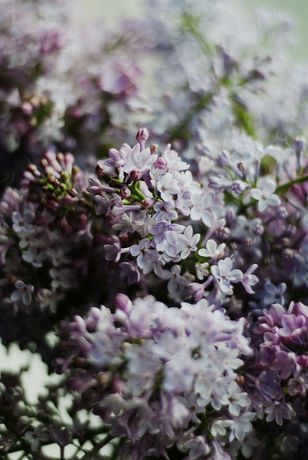 a close up of a bunch of purple flowers