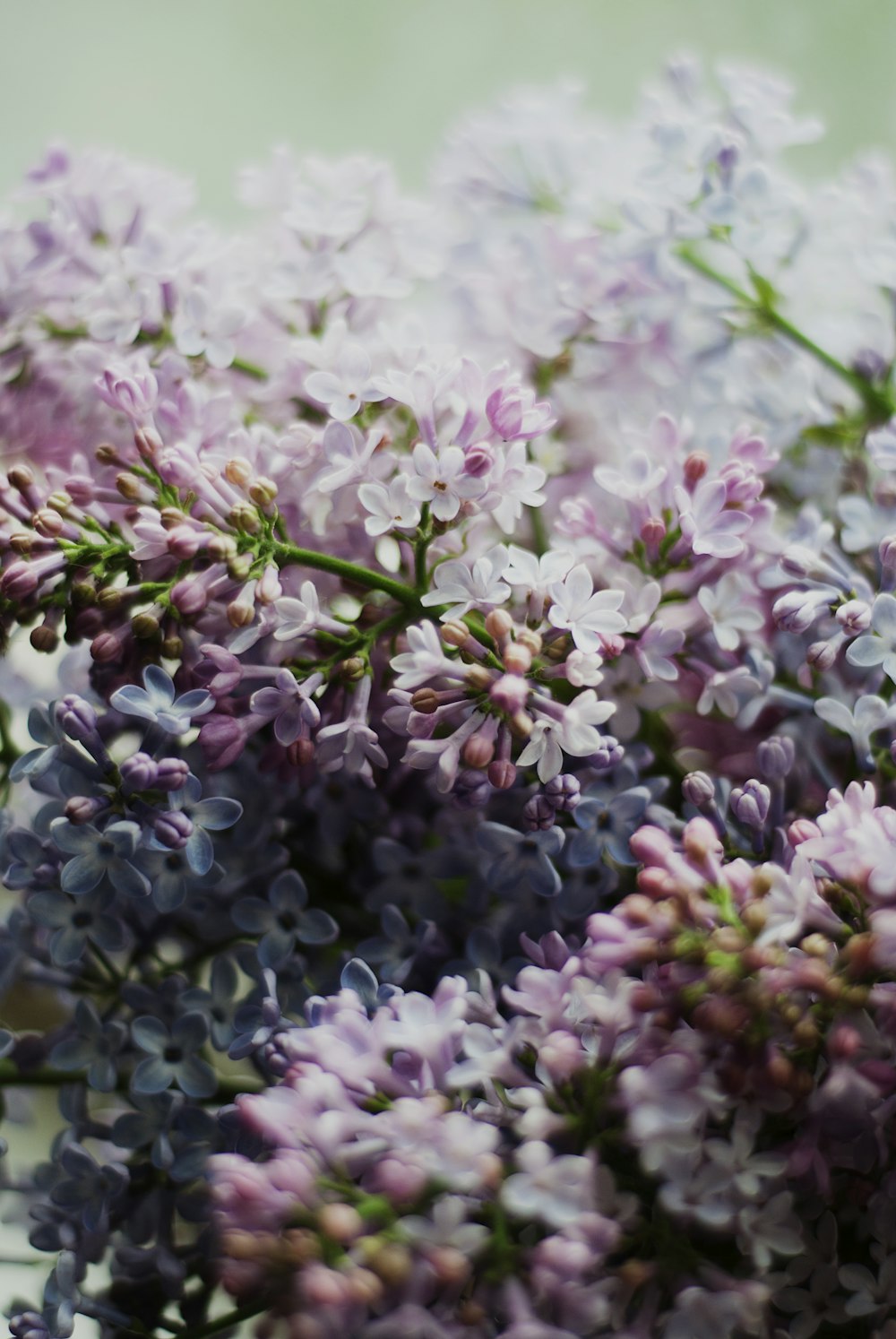 a close up of a bunch of purple flowers