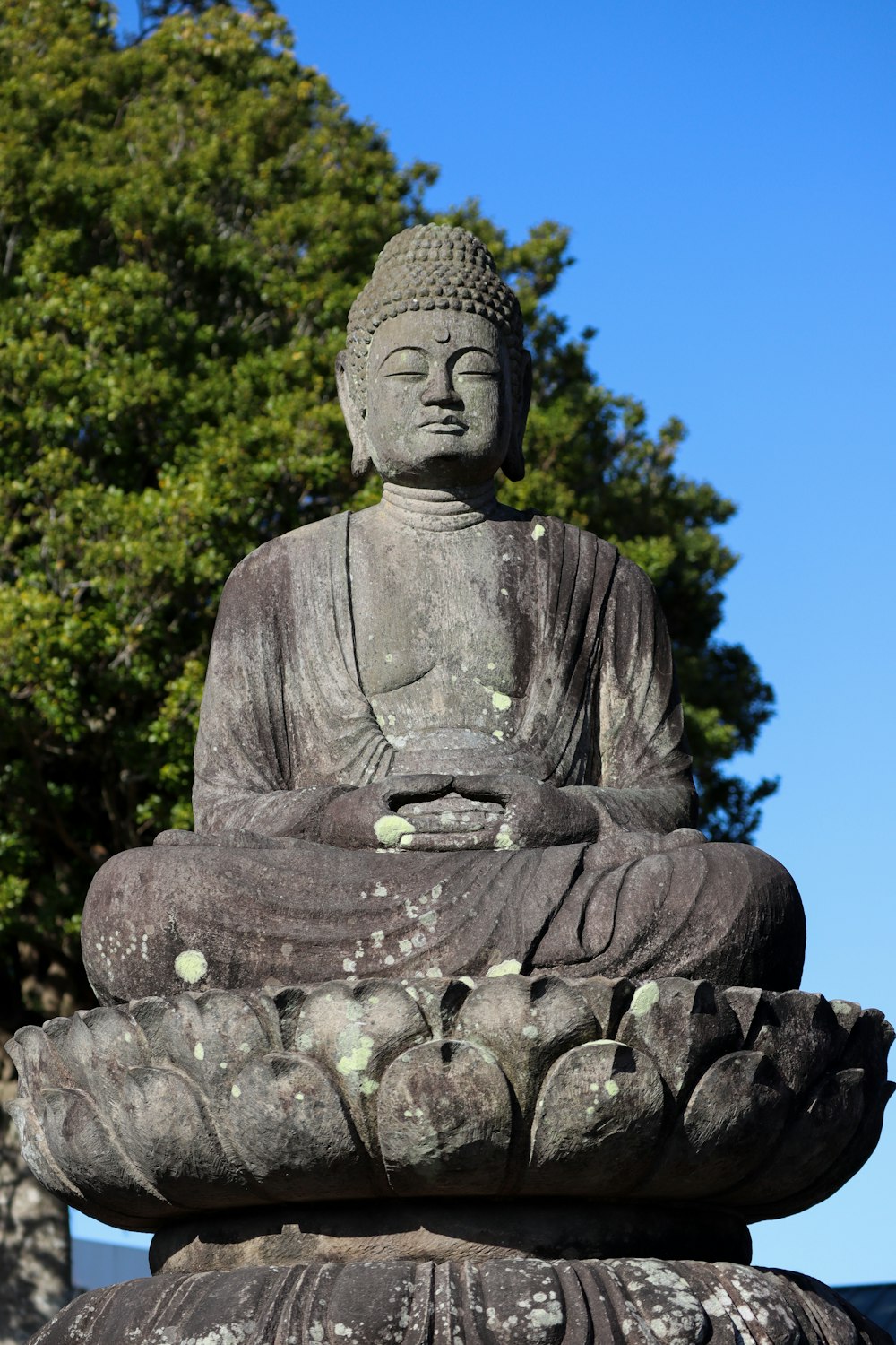 a buddha statue sitting in front of a tree