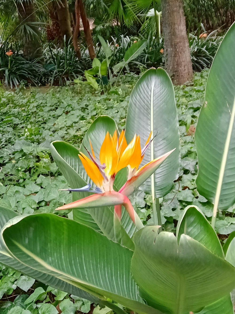 a bird of paradise flower in the middle of a forest