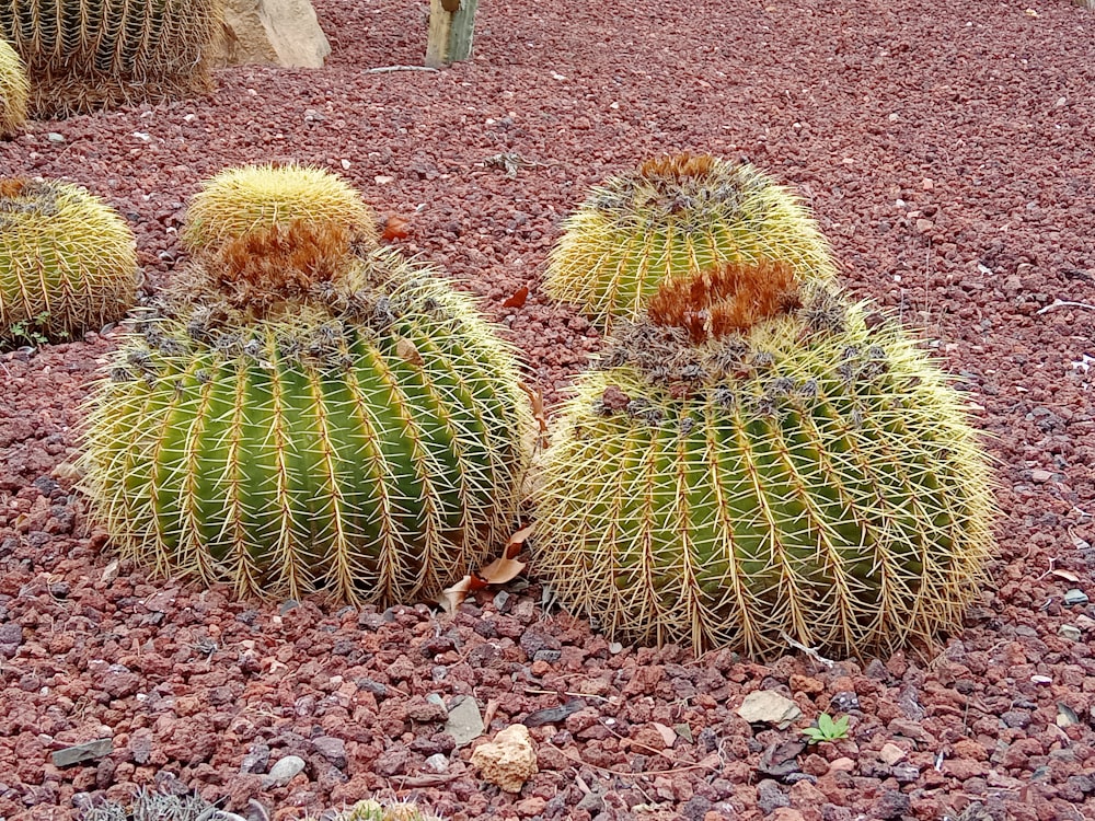 a couple of cactus plants sitting on top of a rocky ground