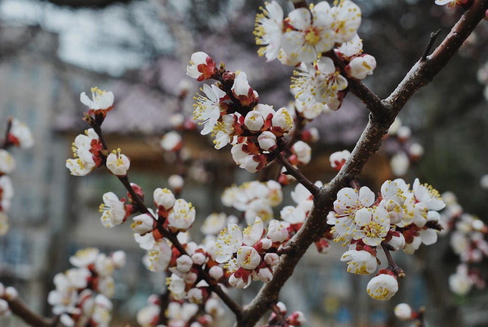 Un primer plano de un árbol con flores blancas