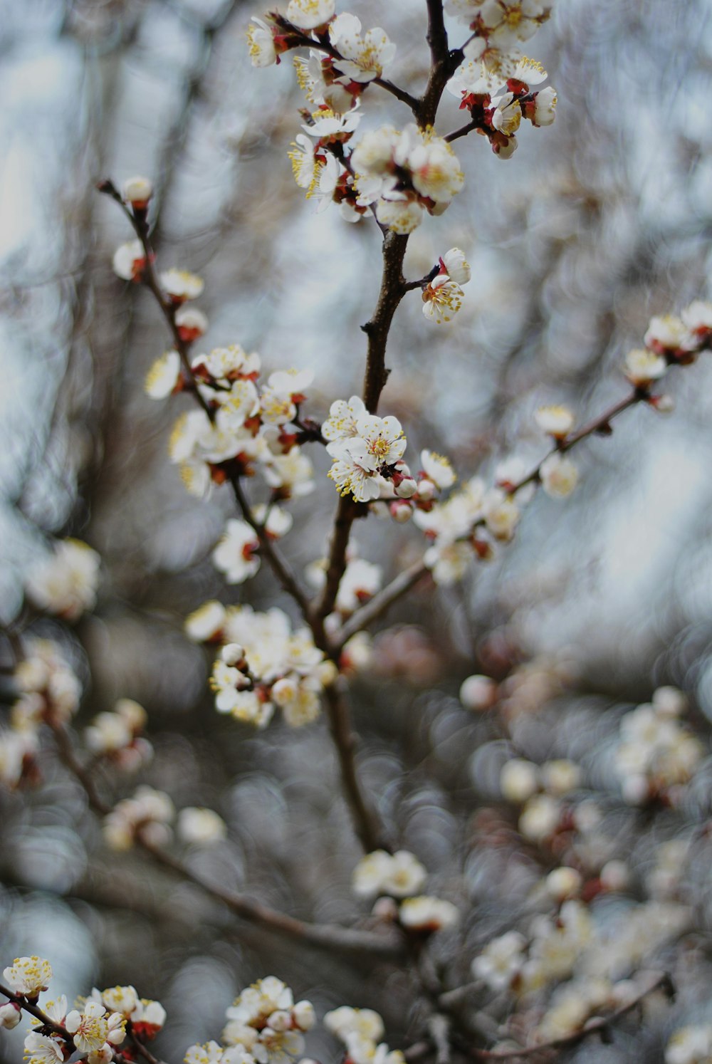 una rama de un árbol con flores blancas