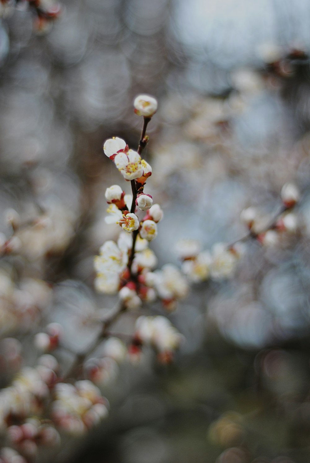 a branch of a tree with white flowers