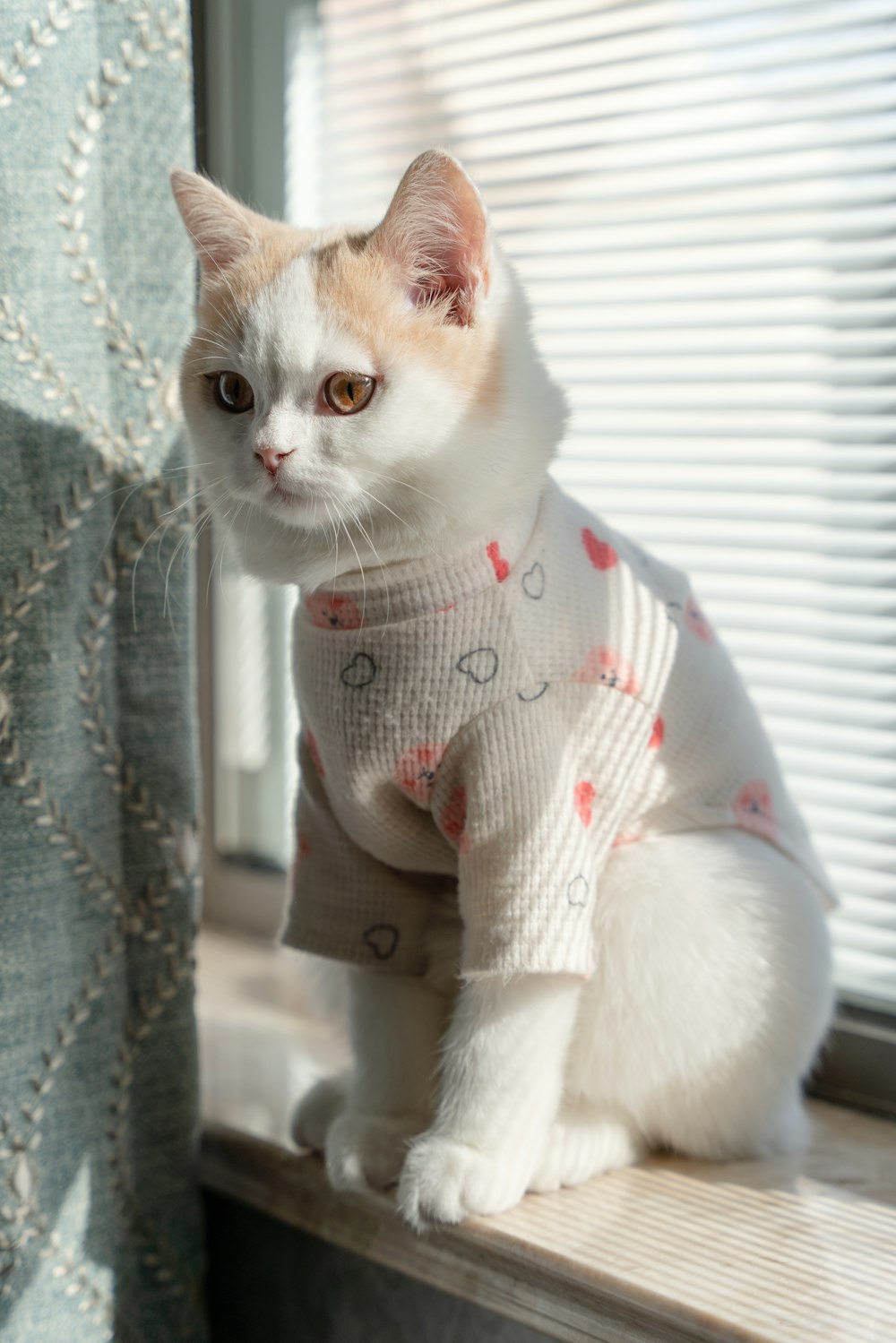 a cat sitting on a window sill wearing a sweater