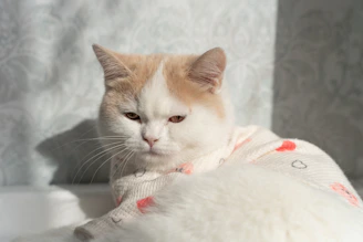 A playful cat dressed in a soft, pastel-colored hoodie with tiny paw prints.